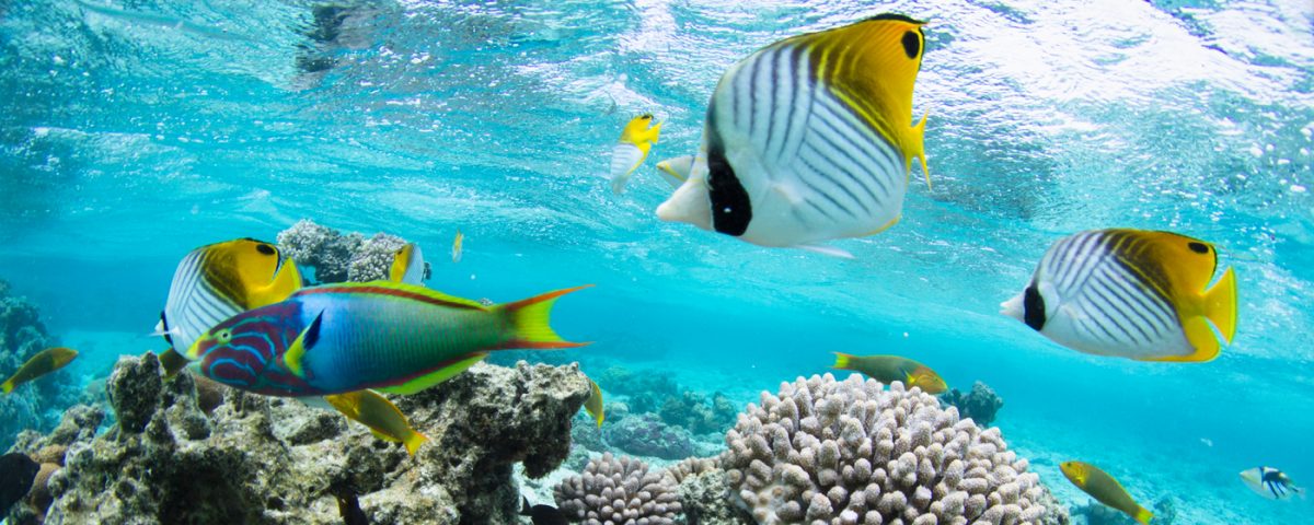 Underwater tropical fish by Rainbow Villas