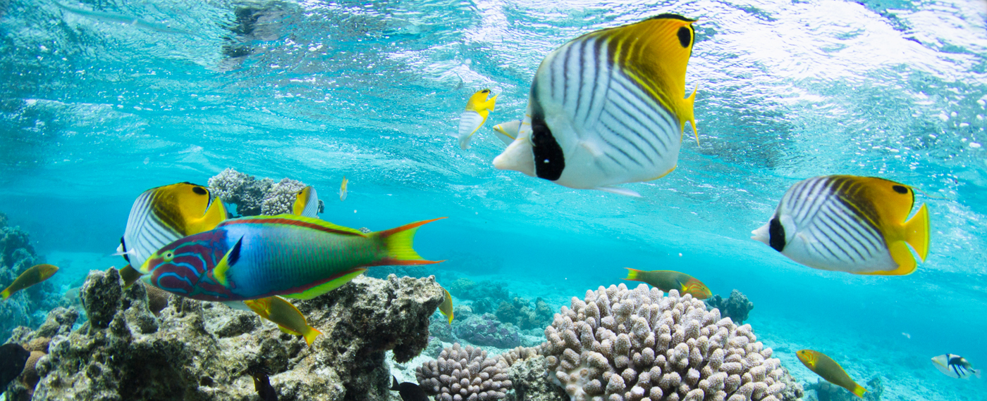 Underwater tropical fish by Rainbow Villas